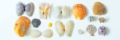 Seashell Identification And Names Visit Turks And Caicos