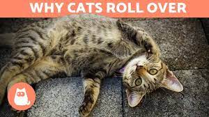 why does my cat roll over when he sees