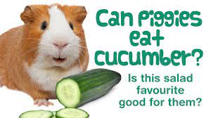 Can Guinea Pigs Eat CUCUMBER? | Peels & Seeds | Guinea Pig Veggies - YouTube