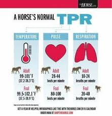 Equine Vital Sign Chart Google Search Horse Facts Horse