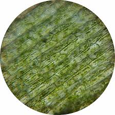 waterweed plant cell mikroskopieren