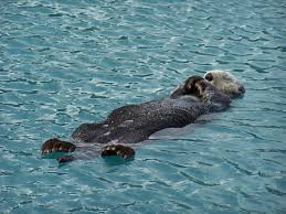 There is higher salinity in sea water as. 12 Facts About Otters For Sea Otter Awareness Week U S Department Of The Interior