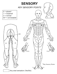 spinal cord injury levels clification