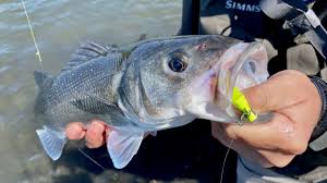 If you're looking for bass or panfish, local lakes and ponds are a great place to start. You Can Choose One Kind Of Lure To Successfully Deal With As Much Of Your Bass Fishing As Possible What Would It Be Henry Gilbey