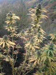 grow cans seeds outdoors