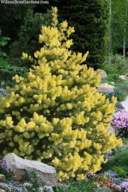 golden spring colorado spruce