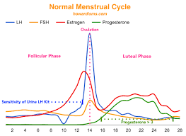 Secrets Of The Menstrual Cycle