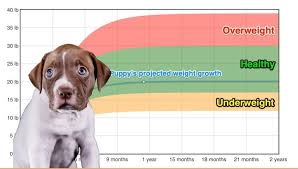 american pit bull terrier weight growth
