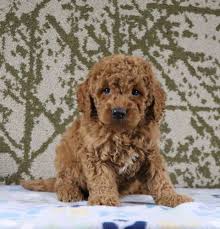 best baltimore goldendoodles available