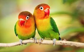 beautiful tropical birds colorful
