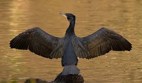 Surmounted with the liver bird. meaning and history. The Real Liver Bird The Cormorant Liverpool Localwiki