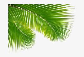 palm tree leaf png clip art escobar