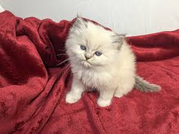 Look at pictures of ragamuffin kittens who need a home. Ragamuffin Kittens Available For Adoption