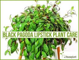 black paa lipstick plant care