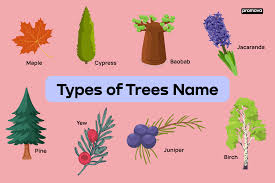 types of trees in english