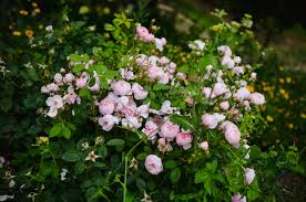 english roses you should grow in your