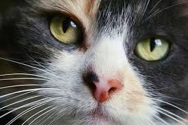 A cat with cut whiskers will become disoriented and scared. Why Do Cats Have Whiskers Petmd