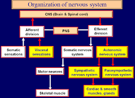 Autonomic Nervous System Howmed