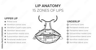lip anatomy 15 zones of lips lip