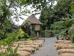 Cornish Camels Beautiful Thatched