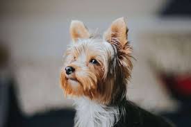 yorkshire terriers a complete breed