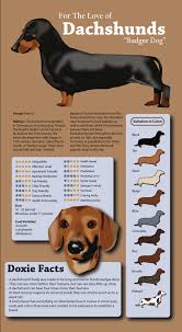 Dachshund History Facts And Personality Information That
