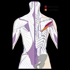 Anatomical diagram showing a back view of muscles in the human body. Back Muscles Anatomy Of Back Pain In Diagrams Goodpath