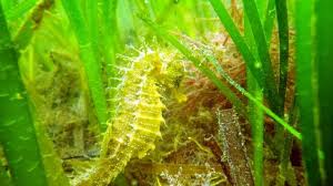 Seahorse Discovered In Studland Bay For