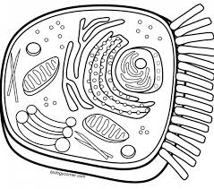 Plant and animal cell coloring sheets. Download Hd Cell Coloring Worksheet Animal Cell Coloring Dog Face Plant Cell Coloring Transparent Png Image Nicepng Com