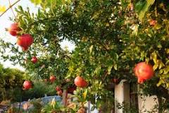 How long does a pomegranate tree last?