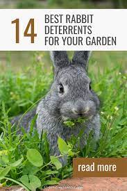 best rabbit deters for your garden
