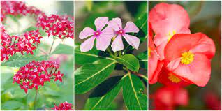 10 heat tolerant plants that will