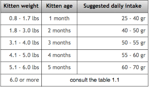 Kittens Weight Chart Bedowntowndaytona Com