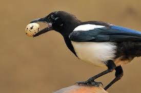 can birds eat eggs absolutely and