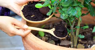 homemade natural garden fertilizers