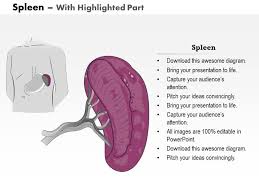 In the adult, the spleen functions mainly as a blood filter as the spleen is a highly vascular organ, its rupture results in profuse bleeding into the peritoneal cavity. 0514 Spleen Medical Images For Powerpoint Powerpoint Slide Images Ppt Design Templates Presentation Visual Aids