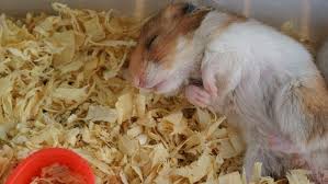 Do Hamsters Hibernate 5 Things To Know