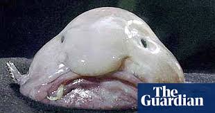 Bengal, south china, sumatran, siberian and indochinese. The World S Ugliest Animals In Pictures Environment The Guardian
