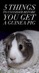 before getting a guinea pig