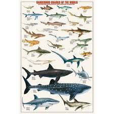 Dangerous Sharks Educational Chart