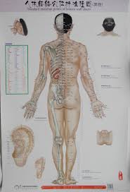 Us 8 37 11 Off Human Body Meridian Acupoint Standard Wall Chart Male Medical Wall Chart Chinese And English Code In Massage Relaxation From