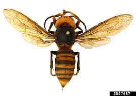 asian giant hornet insect diagnostic lab