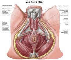 pelvic floor dysfunction in men causes