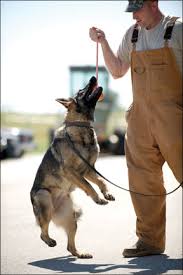 training police dogilitary dogs