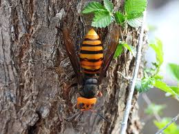 vespid 19 the asian giant hornet in