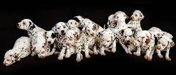 They get their spots after a couple of weeks. World Record 19 Dalmatian Pups Born In Australia Kidsnews