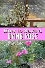 how to save a dying rose bush flower