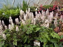 Perennials and annuals are different types of plants. 1 500 Varieties Of Hardy Perennials Including Ornamental Grasses Hosta Daylilies Clematis Groundcovers Vines Unusual Shrubs Water Plants