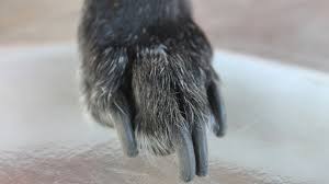 nail care for fearful dogs who can t be