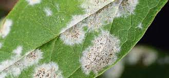9 Common Plant Diseases Identification